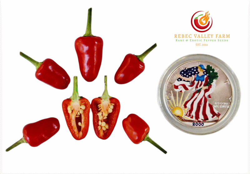 Blue Christmas Pepper Seeds