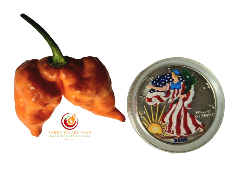 Bolivian Bumpy Carmen Pepper - Image 5