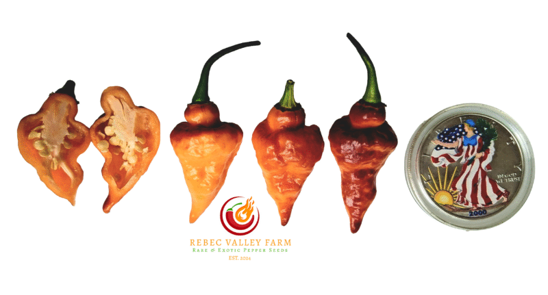 Bolivian Bumpy Carmen Pepper