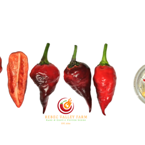 Comstock Purple Pepper