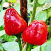 Fairy Light Pepper