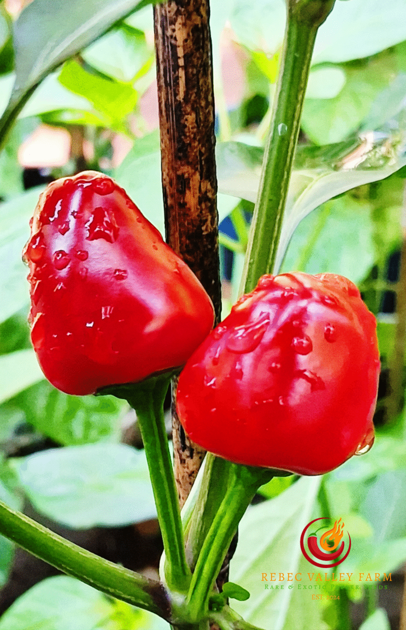 Fairy Light Pepper