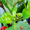 Fairy Light Pepper Seeds