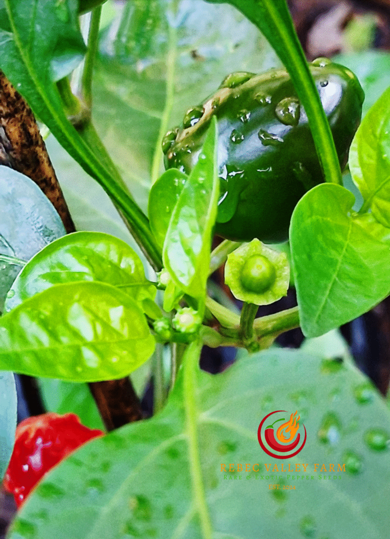 Fairy Light Pepper Seeds