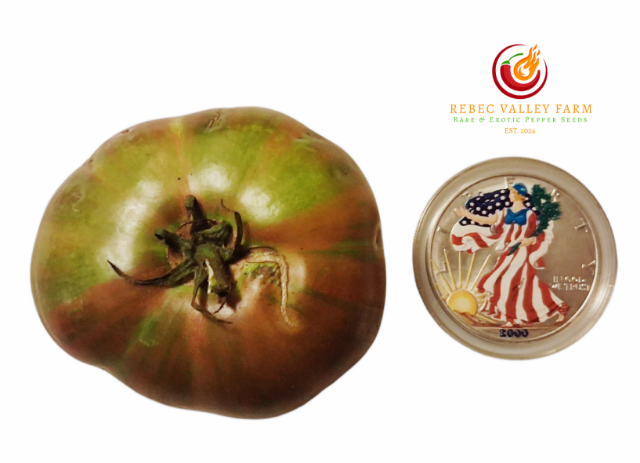 Fred's Tie Dye Dwarf Tomato Seeds