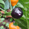 Golden Nugget Variegated Hot Pepper