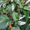 Golden Nugget Variegated Hot Pepper Seeds