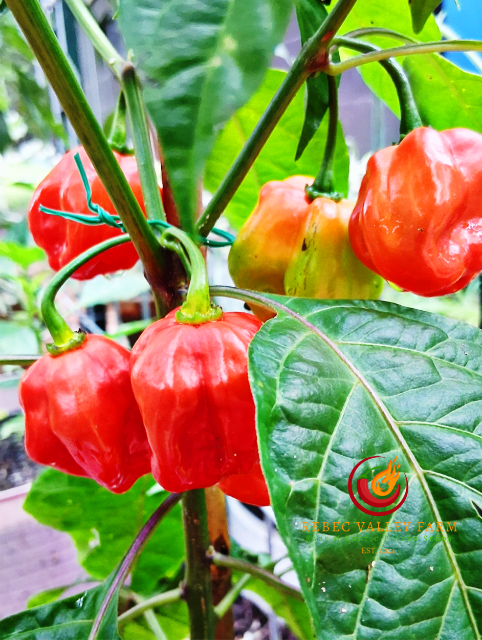 Red Habanero Pepper - Image 2