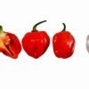 Red (Standard) Habanero Seeds