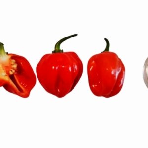 Red (Standard) Habanero Seeds