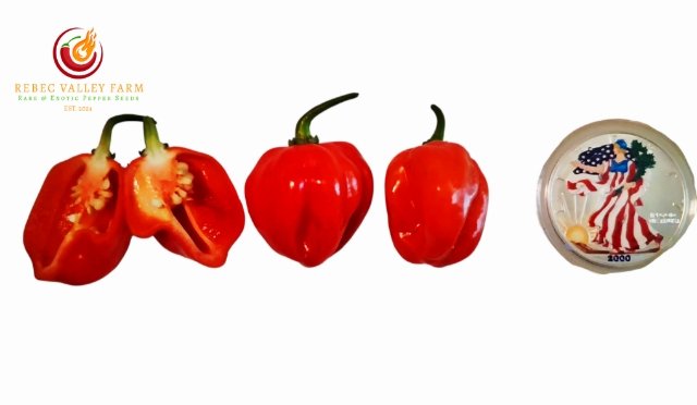 Red (Standard) Habanero Seeds