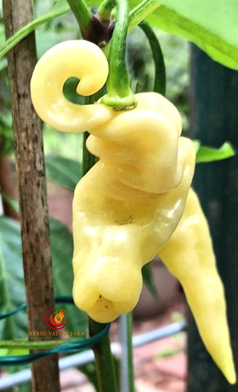 Murupi Amarela White Pepper - Image 3