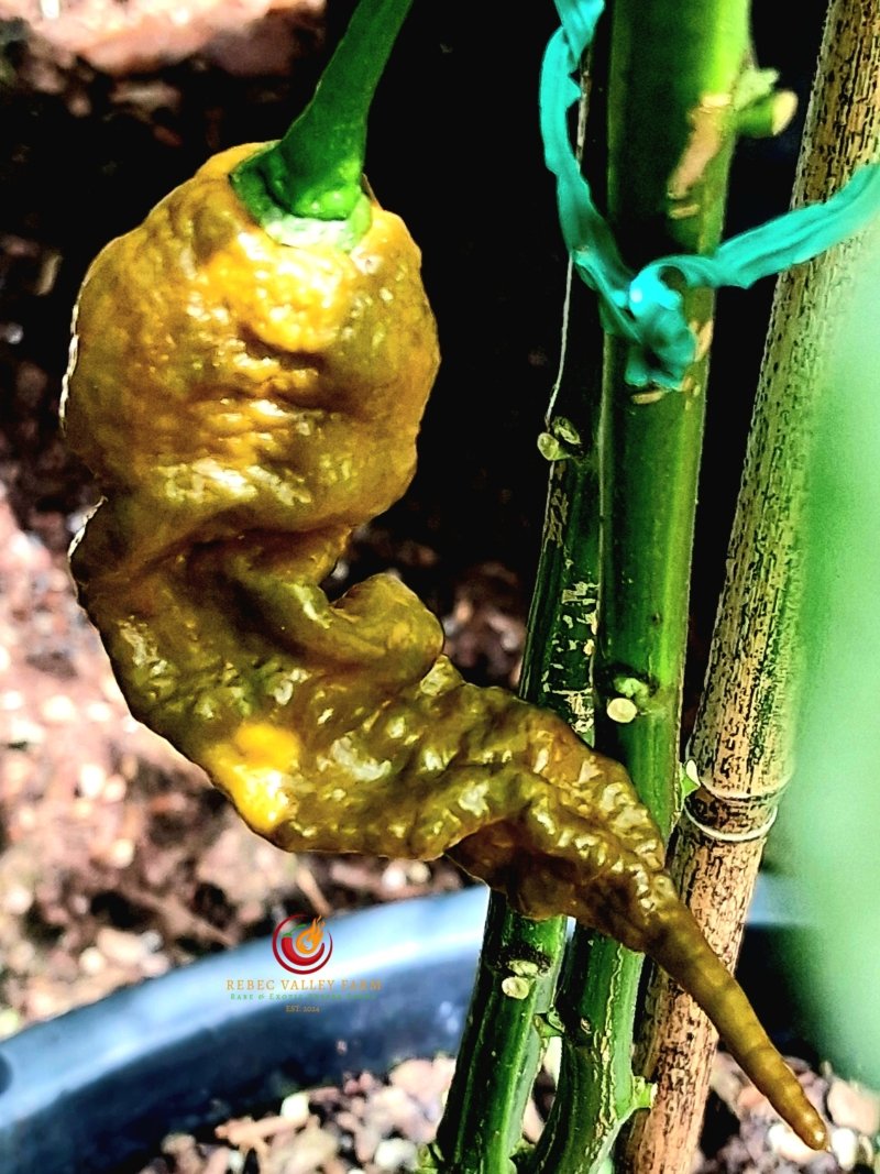 Mustard Primotalii Pepper - Image 3