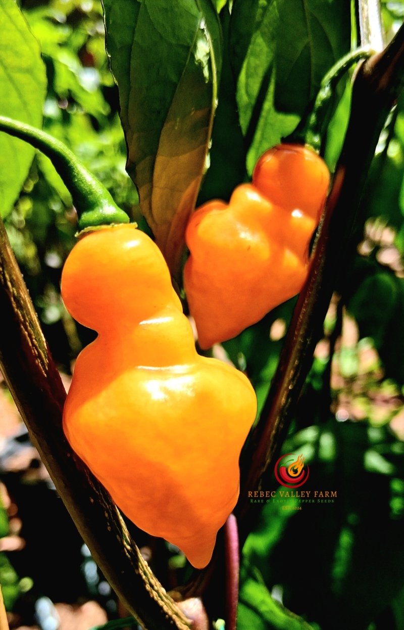 Trippaul Threat Orange Pepper - Image 3