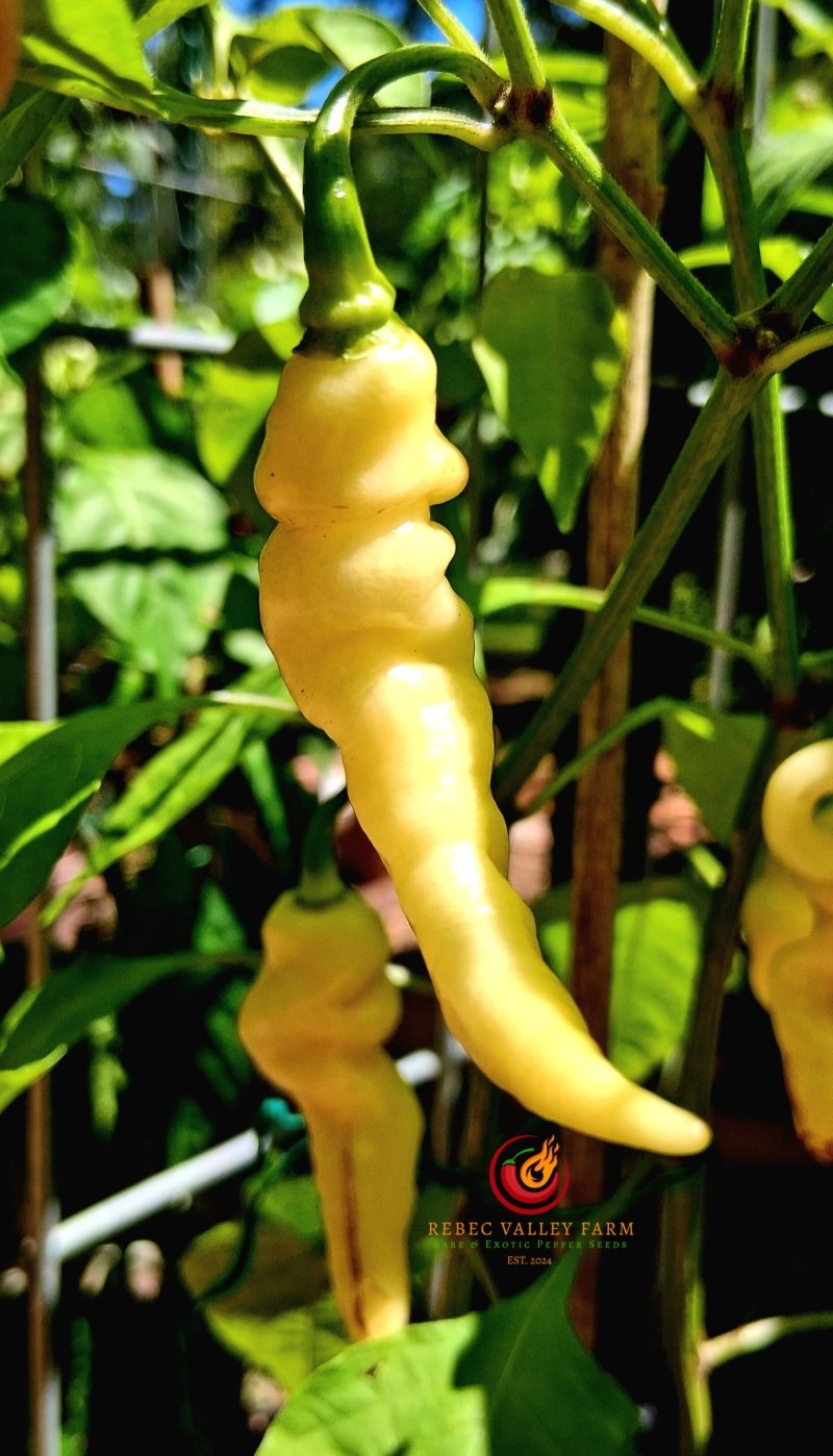 Murupi Amarela White Pepper - Image 4