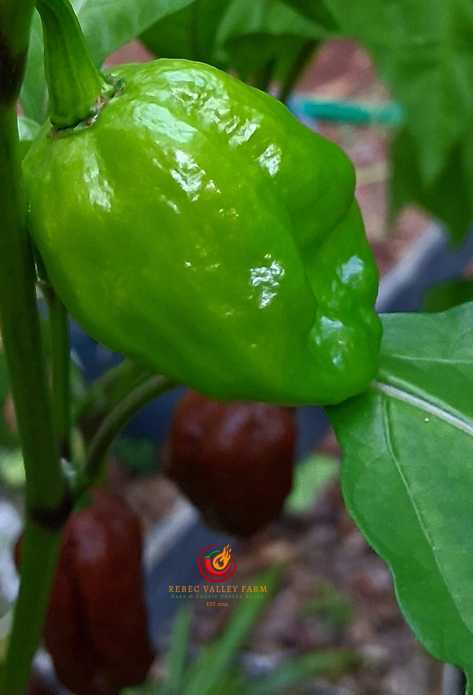 Black Naga Pepper - Image 2