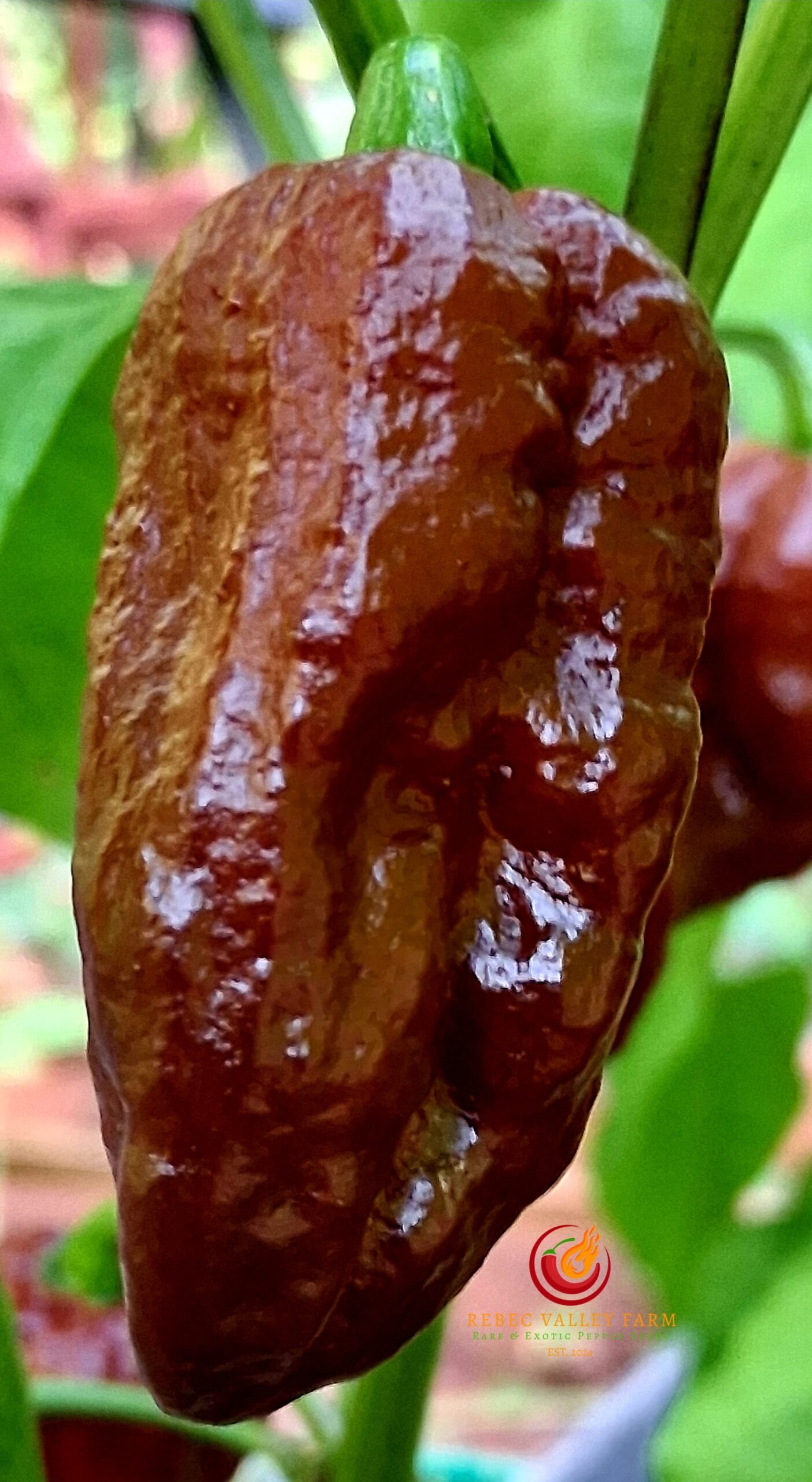 Black Naga Pepper - Image 3