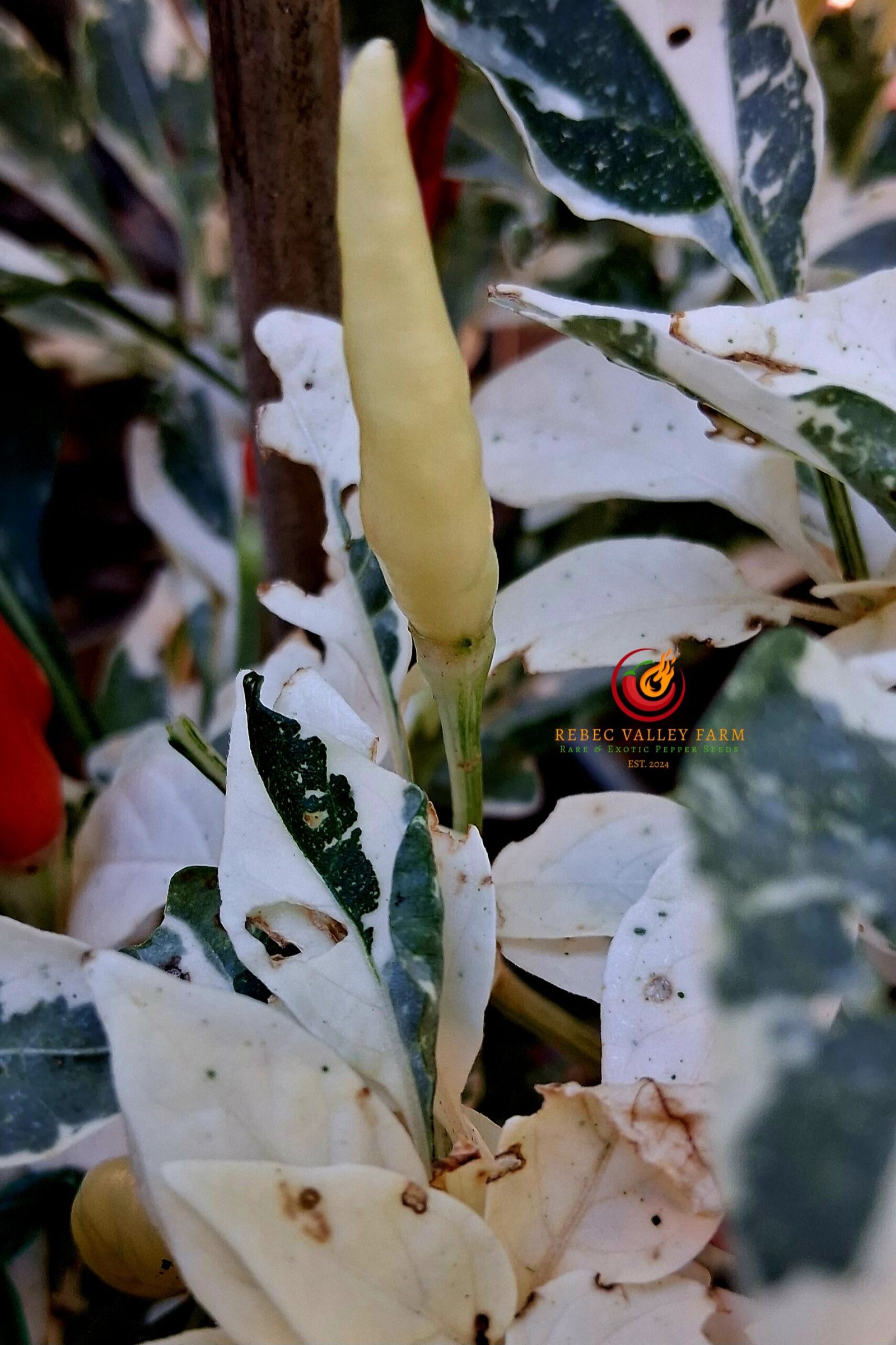 Uchu Cream Pepper - Image 2