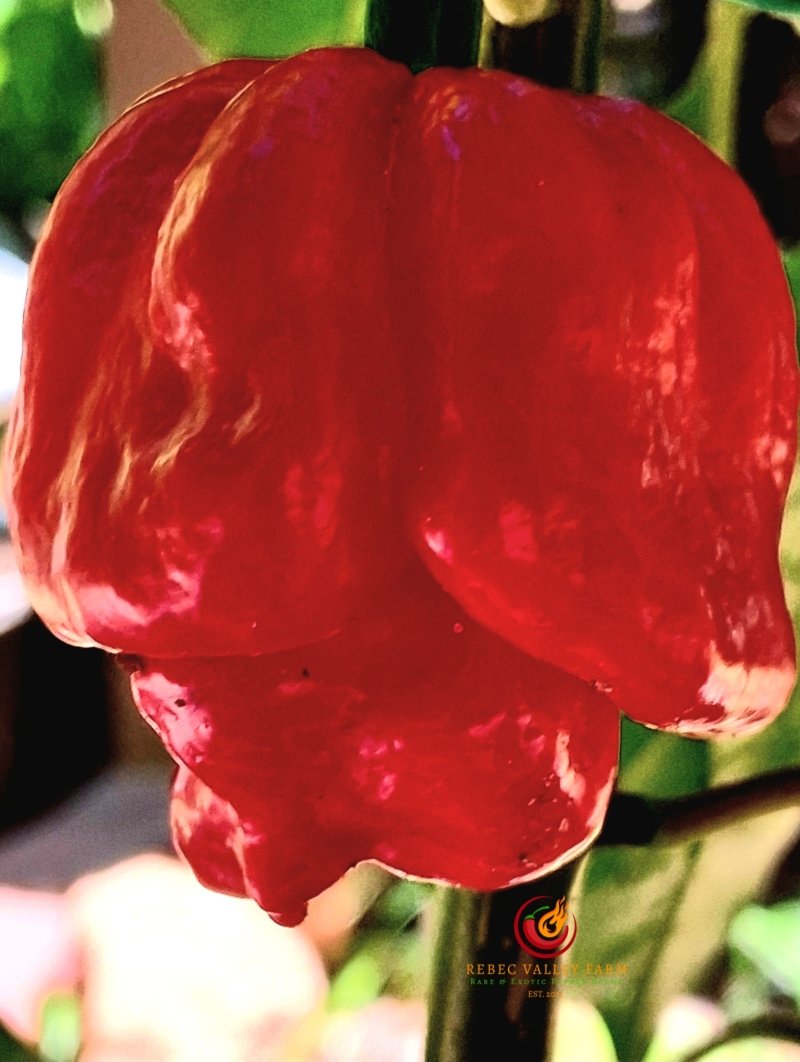 Demonic Goat Pepper - Image 3