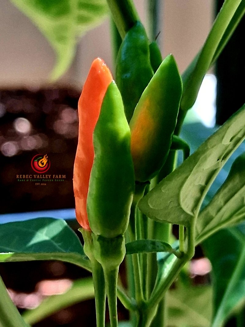Peri Peri Pepper - Image 3