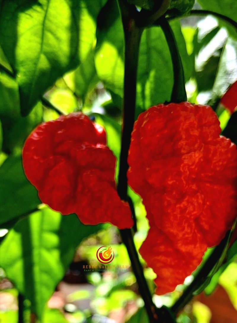 Zing Pepper - Image 4
