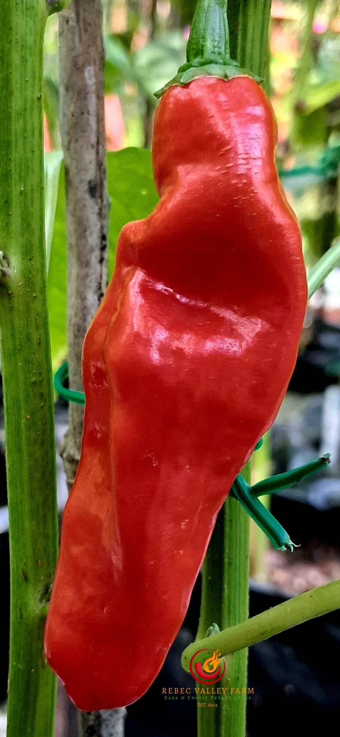 Devil's Tongue Red Pepper - Image 4