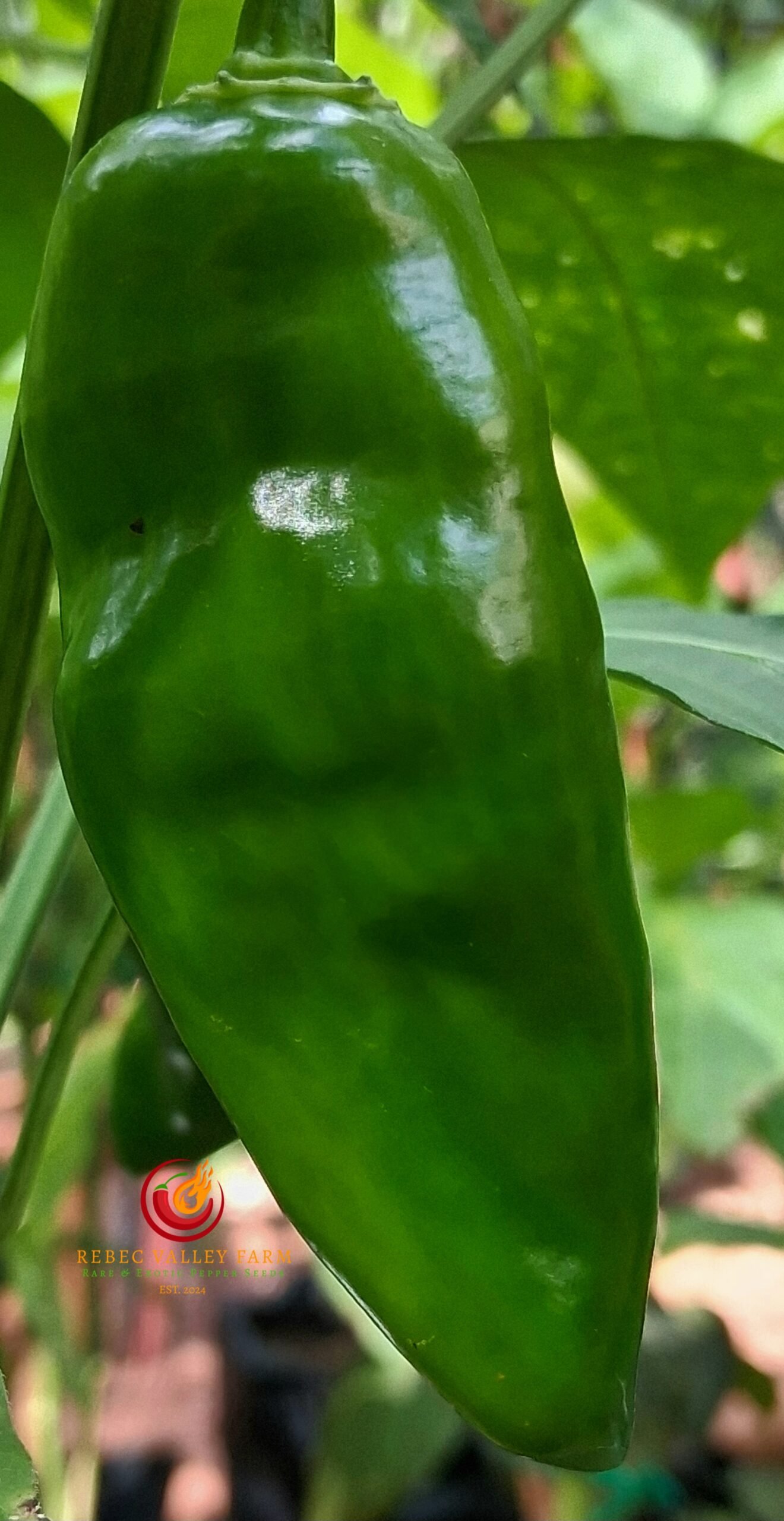 Devil's Tongue Red Pepper - Image 3