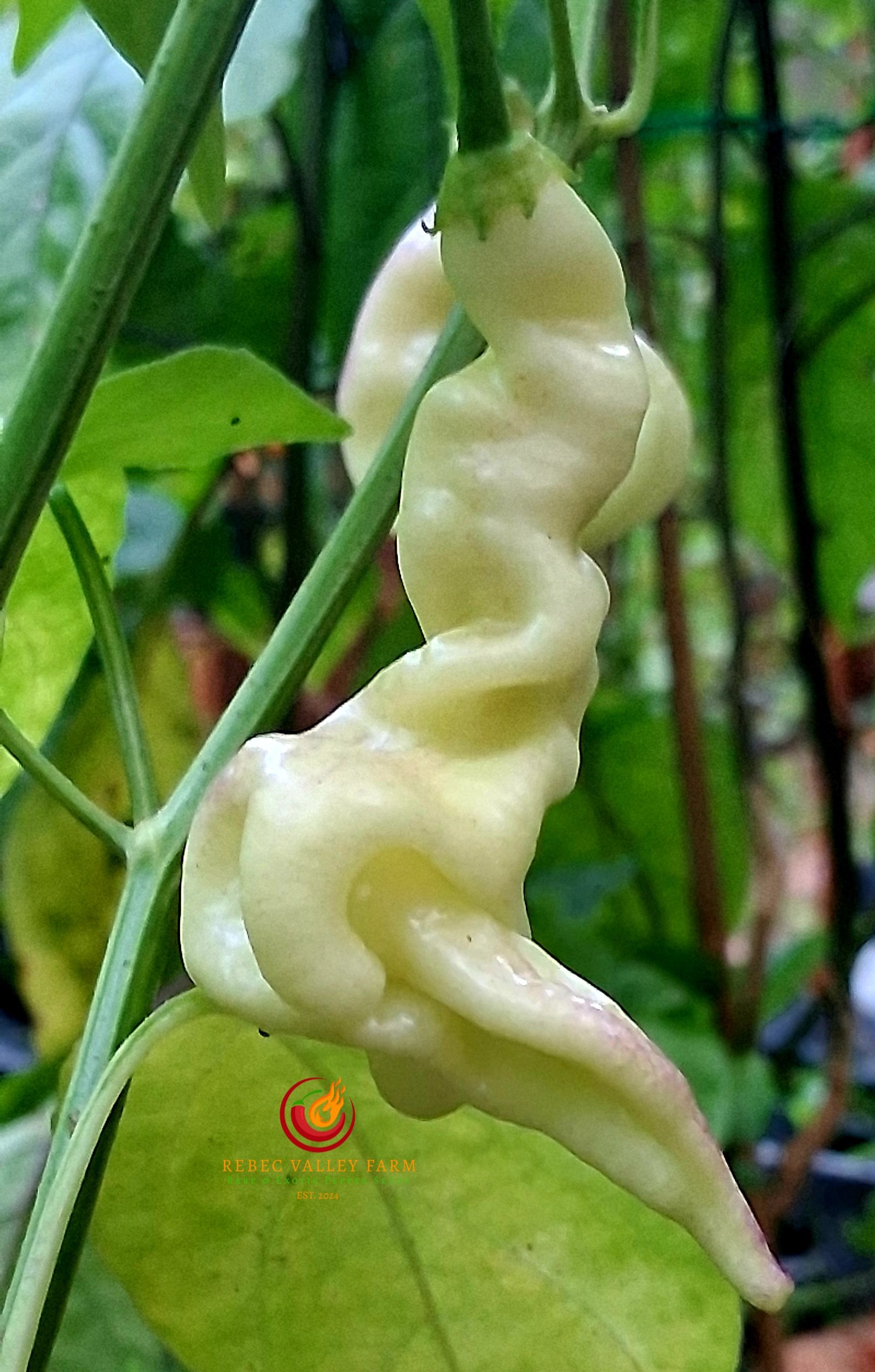 Aji White Lightning Bolt Pepper - Image 3