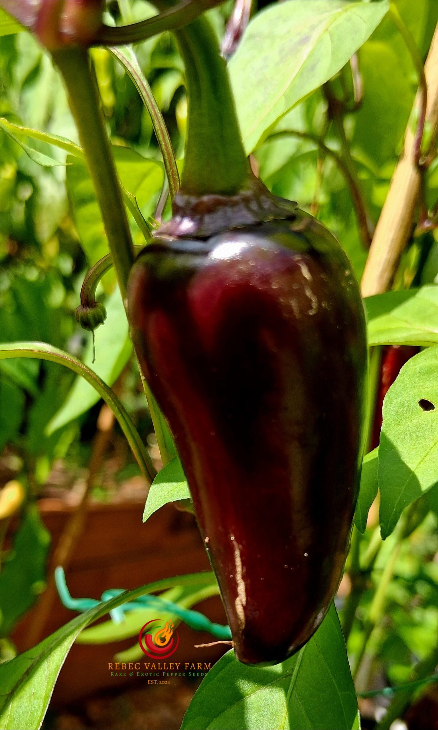 Black Hungarian Pepper - Image 3