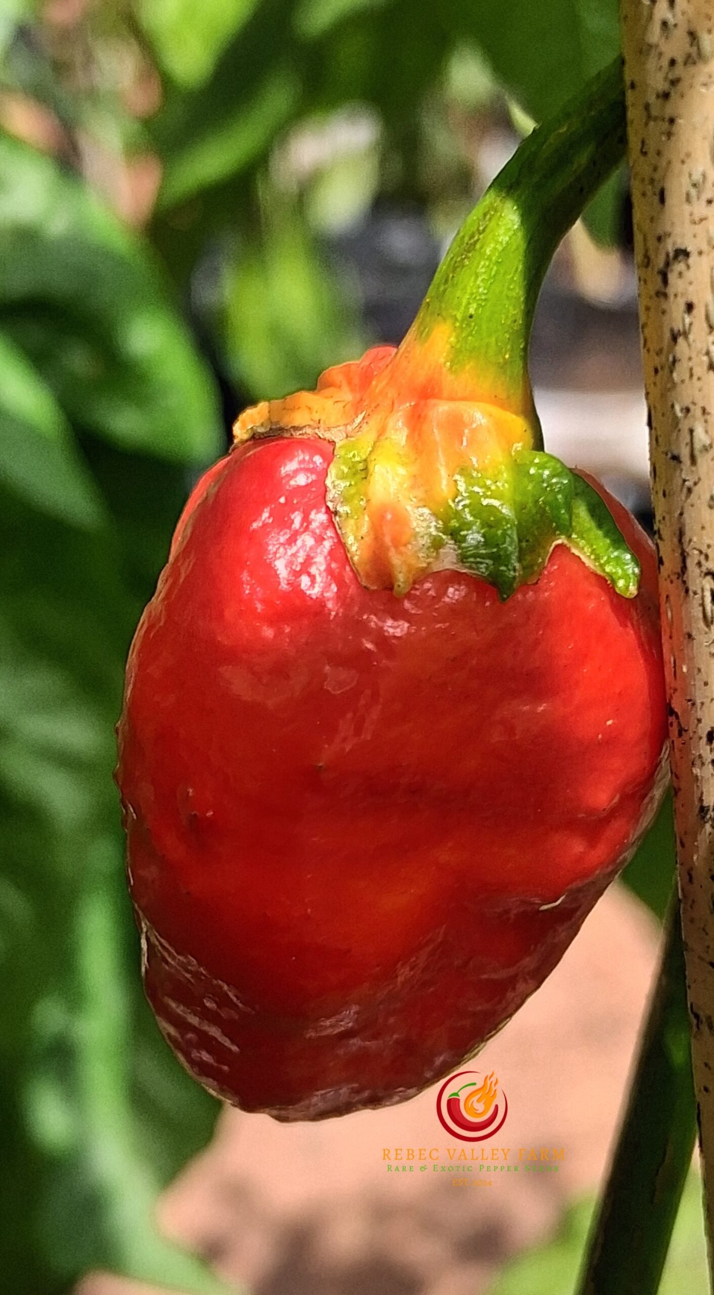 Cow Killer Pepper - Image 5