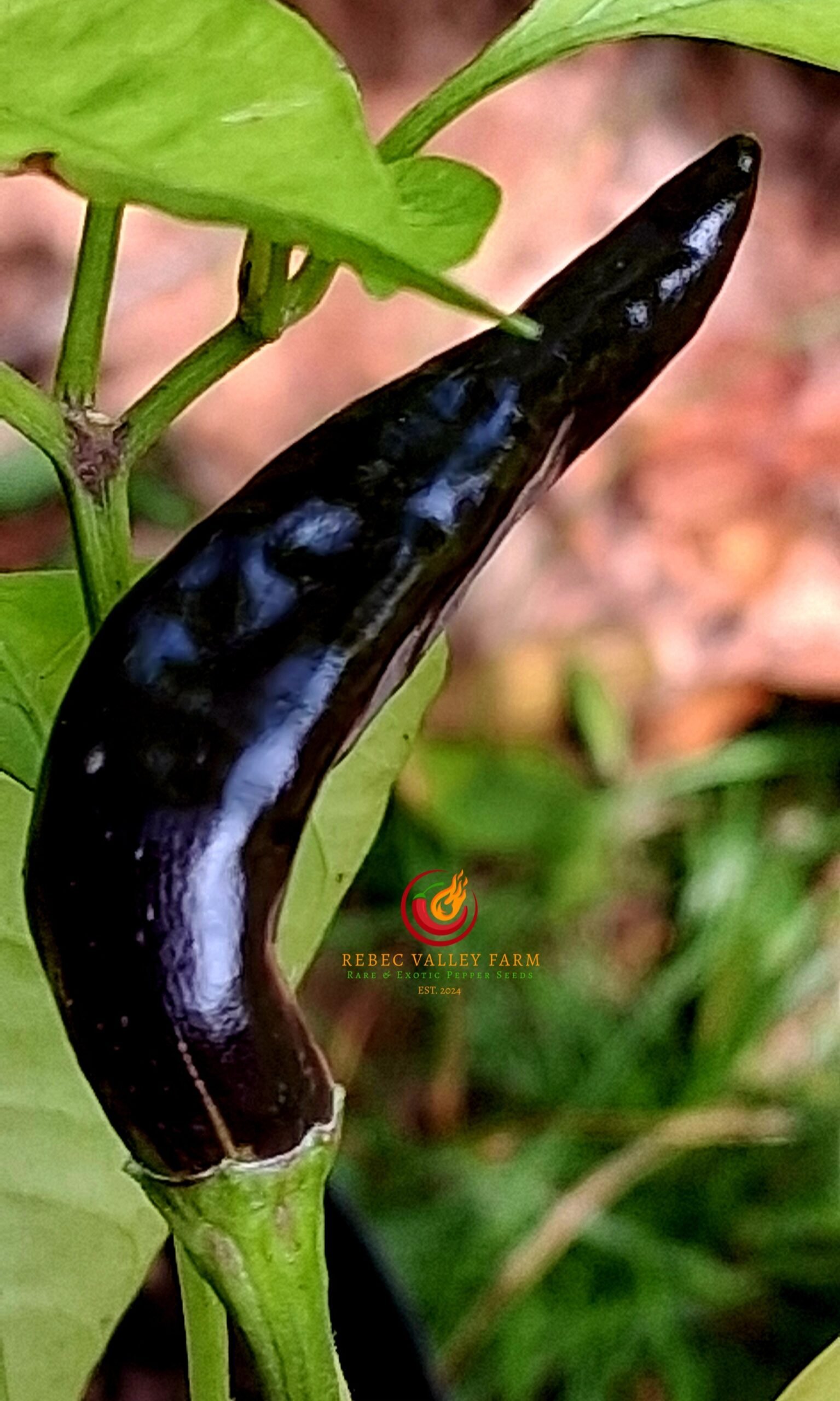 Tasmanian Black Pepper - Image 2