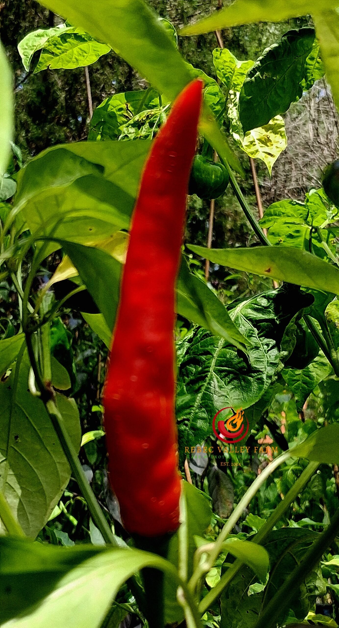 Tasmanian Black Pepper - Image 3