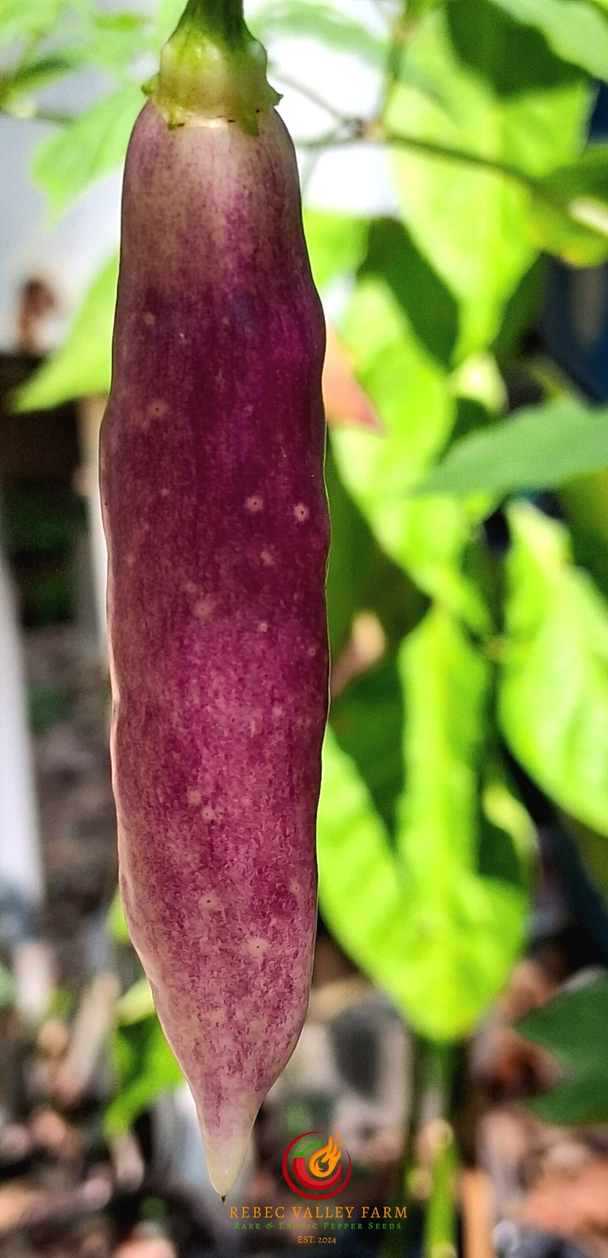 Aji Challuaruro Pepper - Image 3