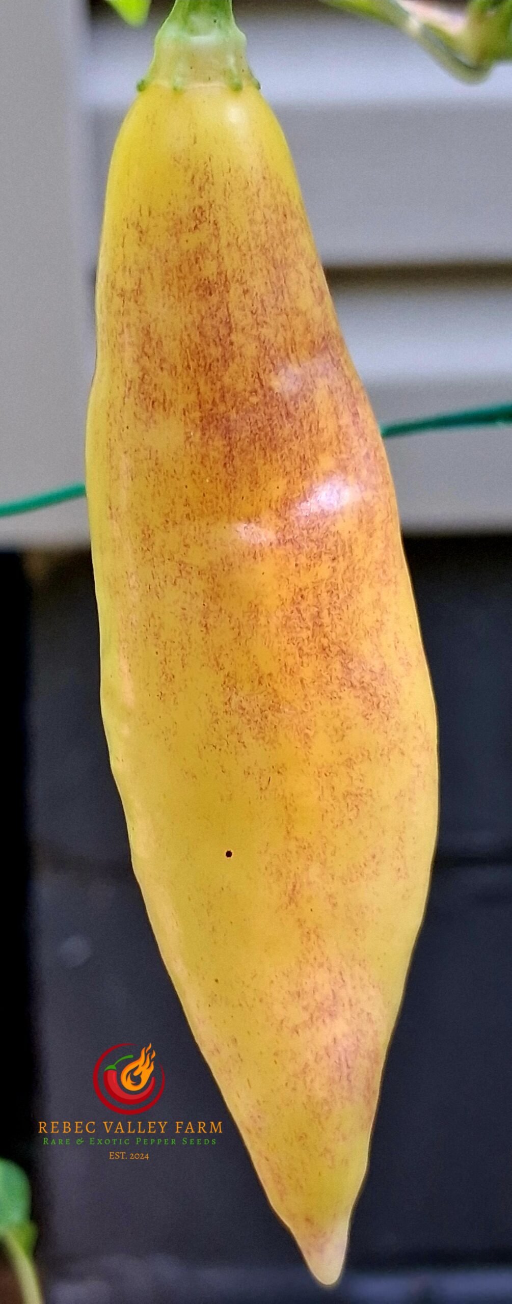 Aji Challuaruro Pepper - Image 4