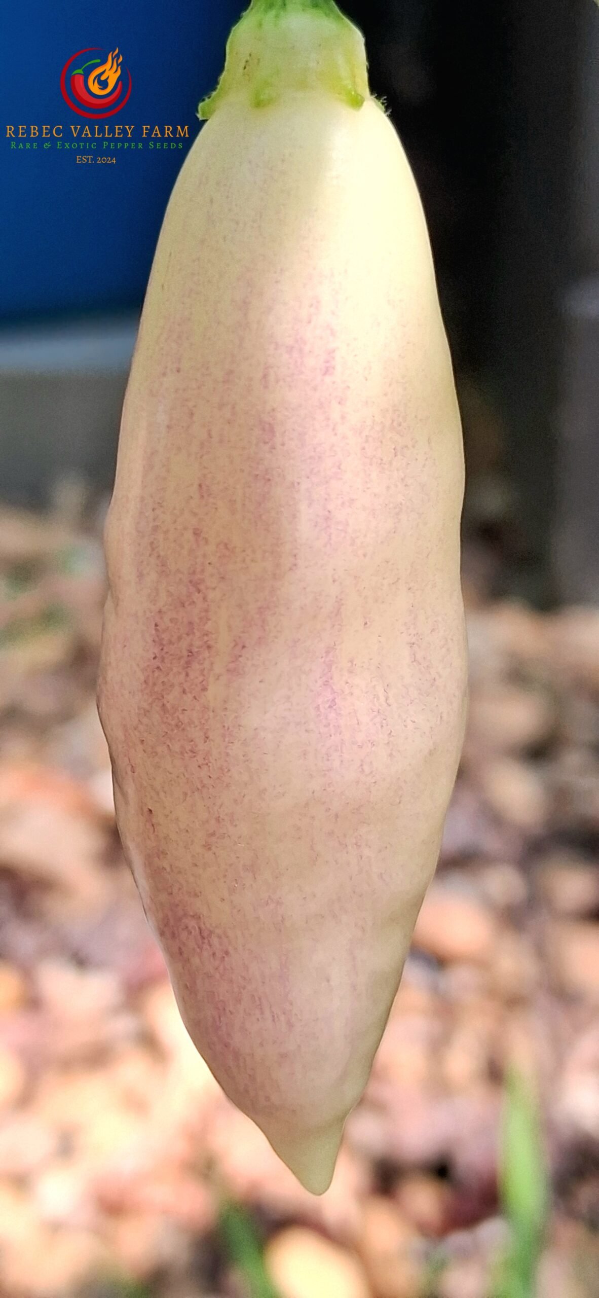 Aji Challuaruro Pepper - Image 2