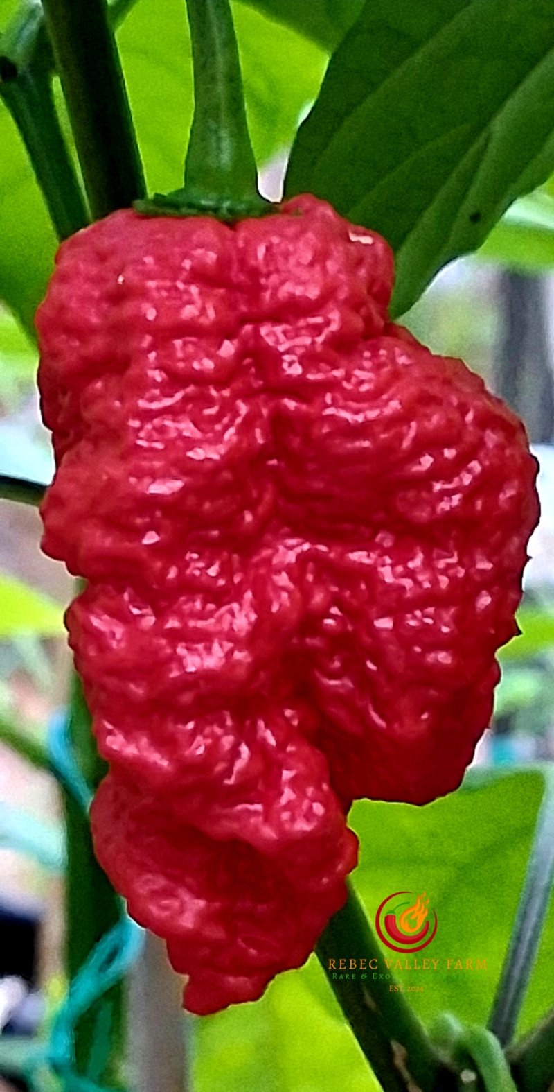 Zing Pepper - Image 3