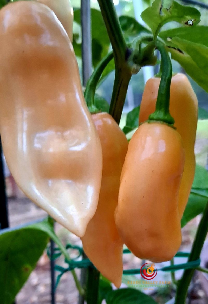Peach (Long) Habanero Pepper - Image 3