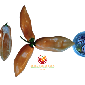 Peach (Long) Habanero Pepper
