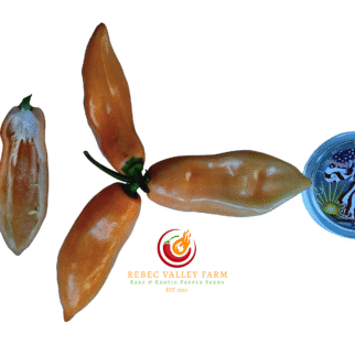 Peach (Long) Habanero Pepper