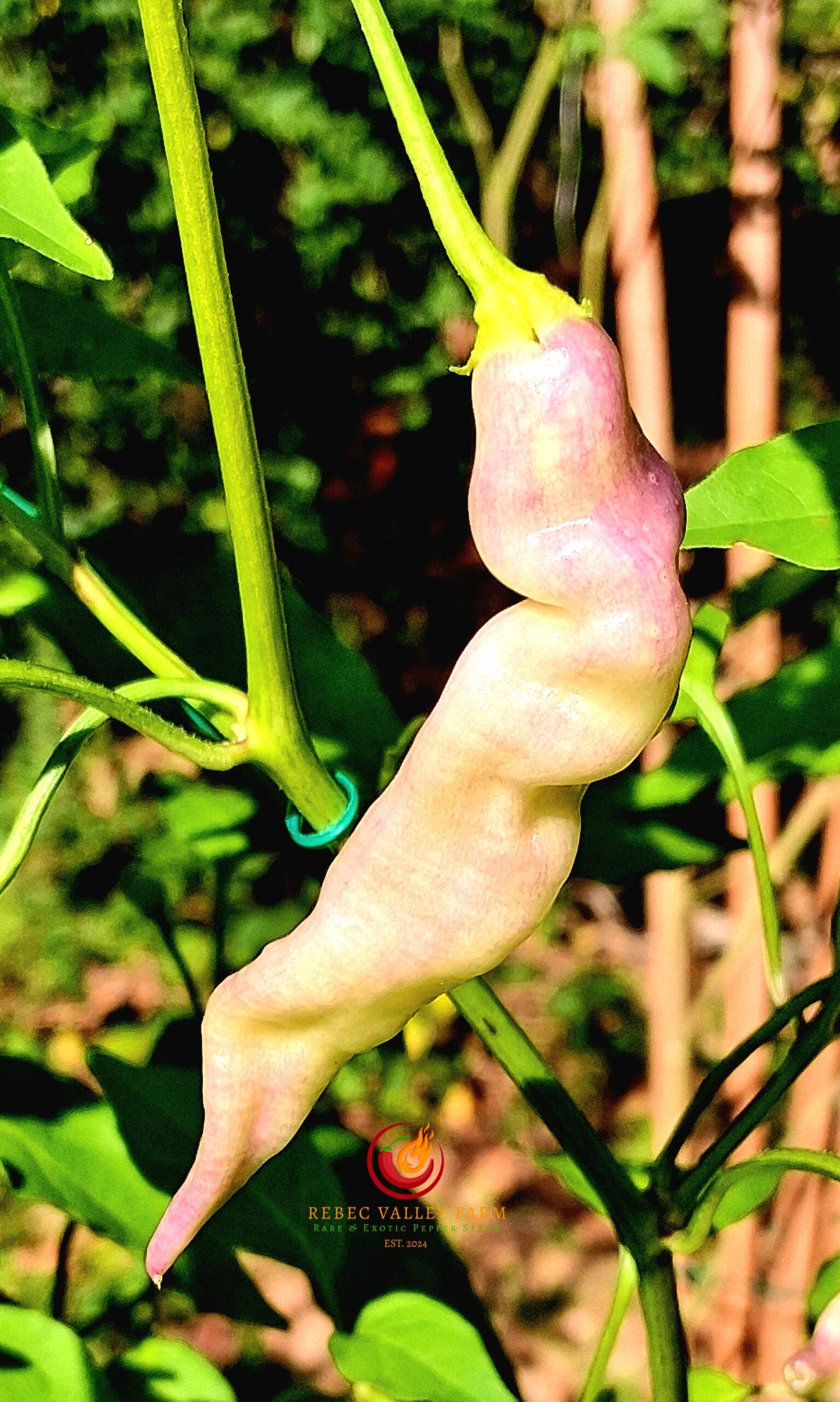 Aji White Lightning Bolt Pepper - Image 2