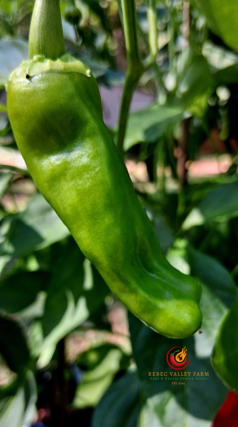 Cubanelle Pepper - Image 3