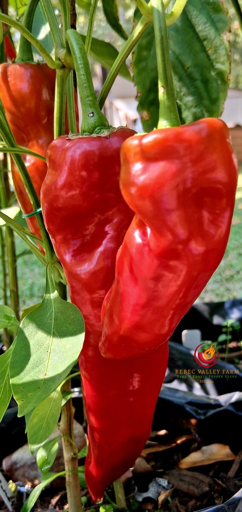 Cubanelle Pepper - Image 4
