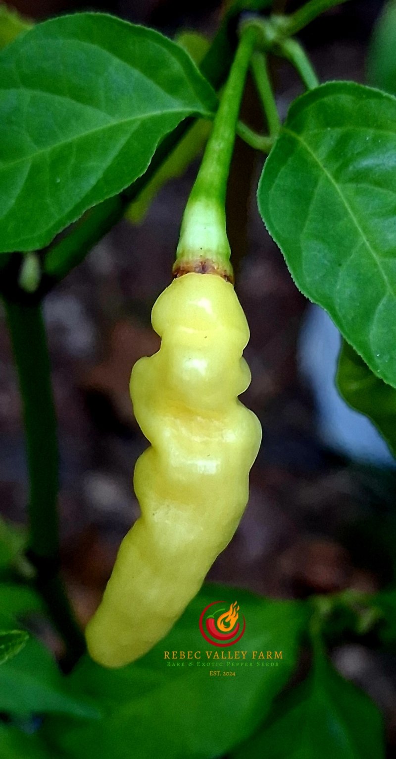 Aribibi Gusano Pepper - Image 5