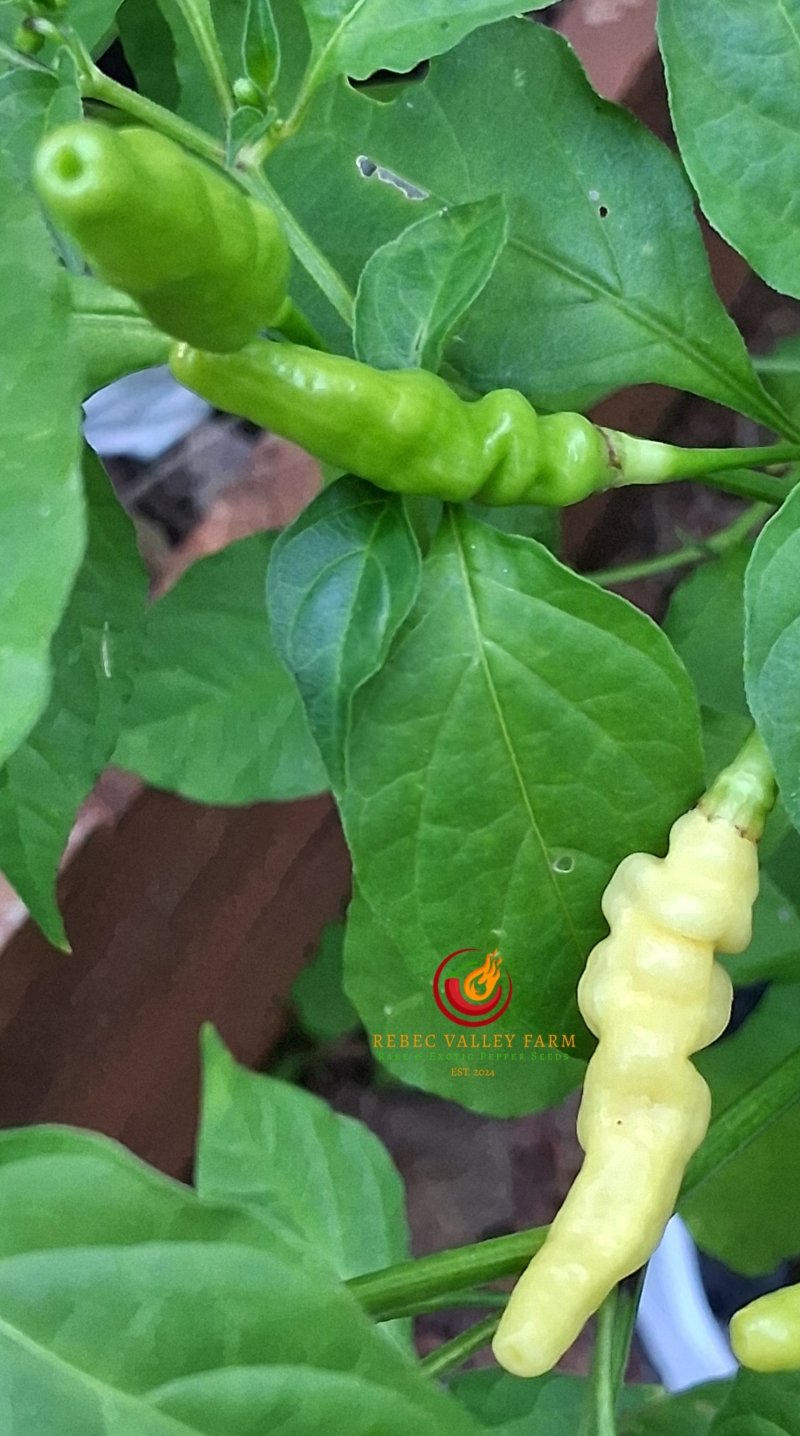 Aribibi Gusano Pepper - Image 4