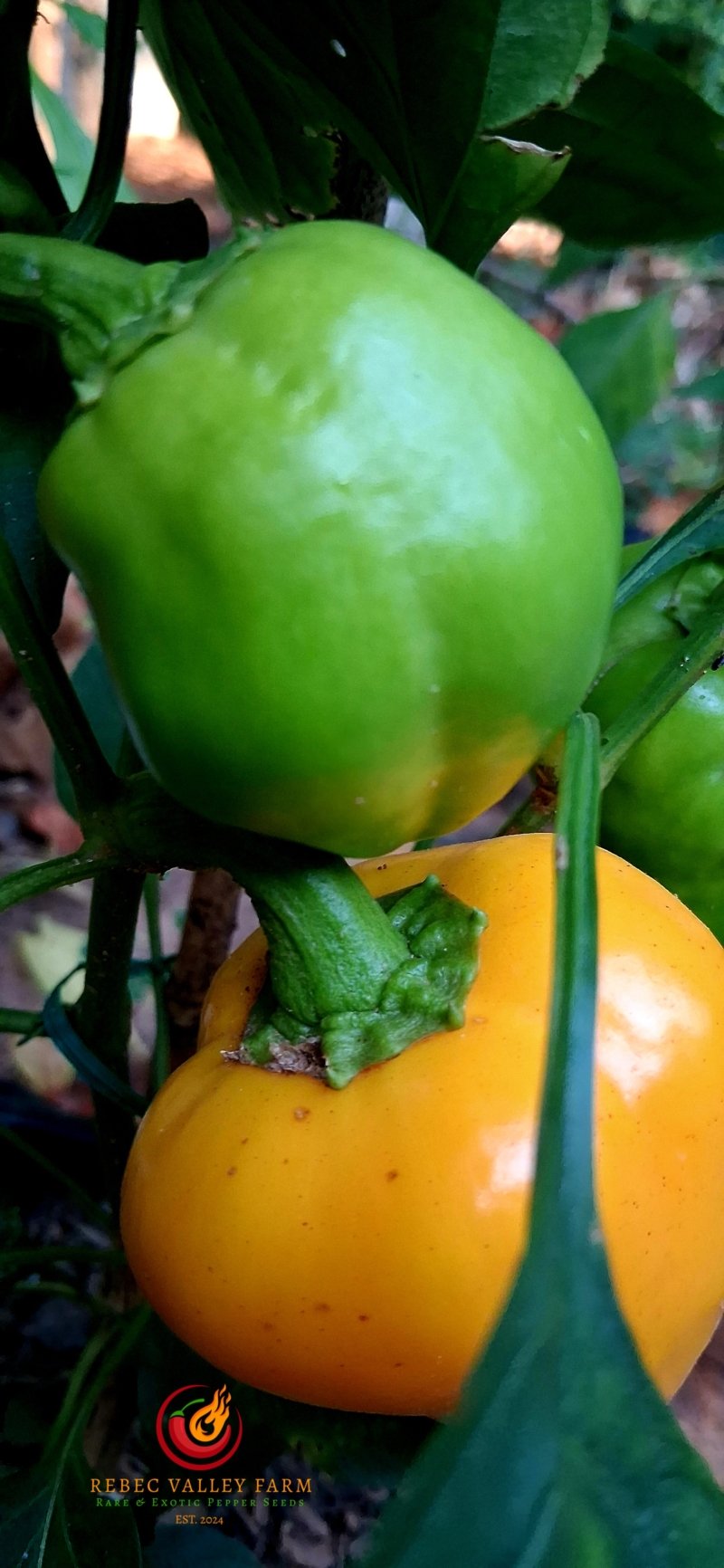 Lesya (Ukrainian Heart) Orange Pepper - Image 2