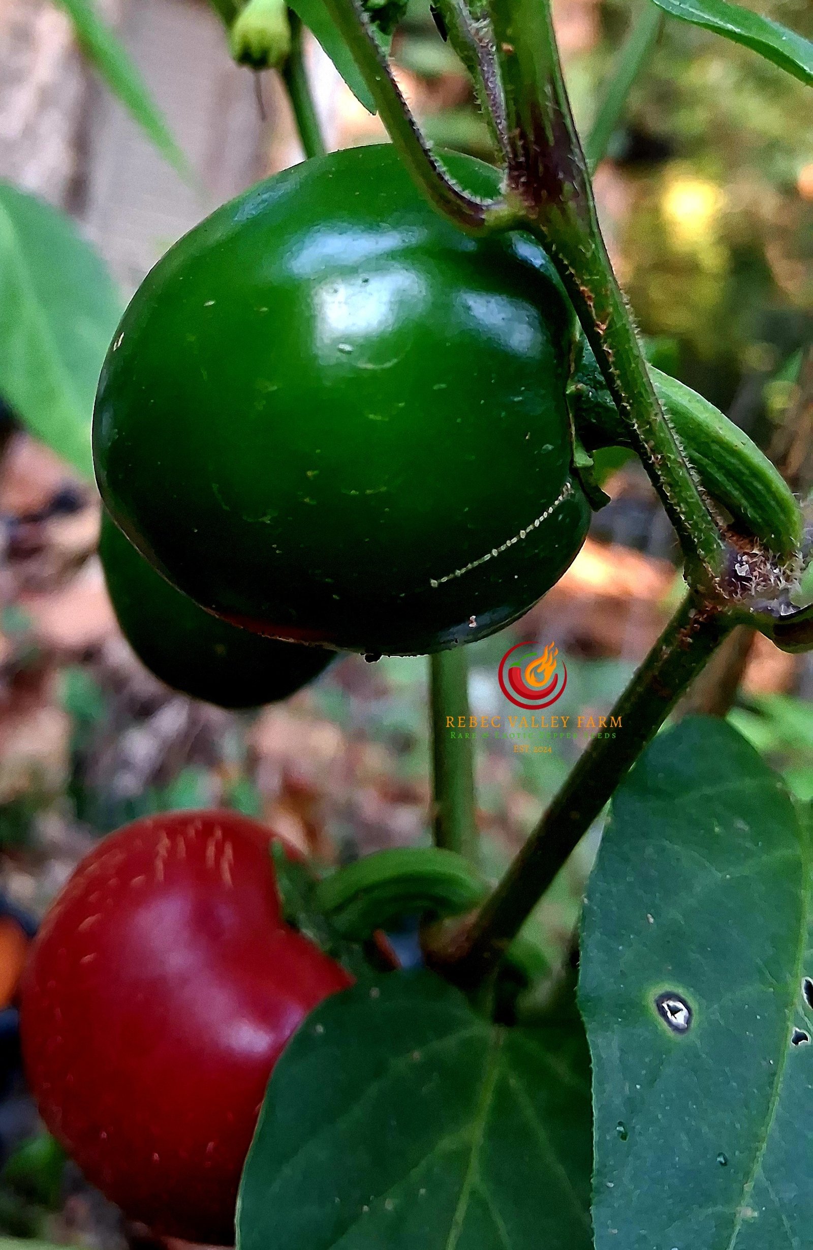 Dieghito Jalapeno Pepper - Image 2