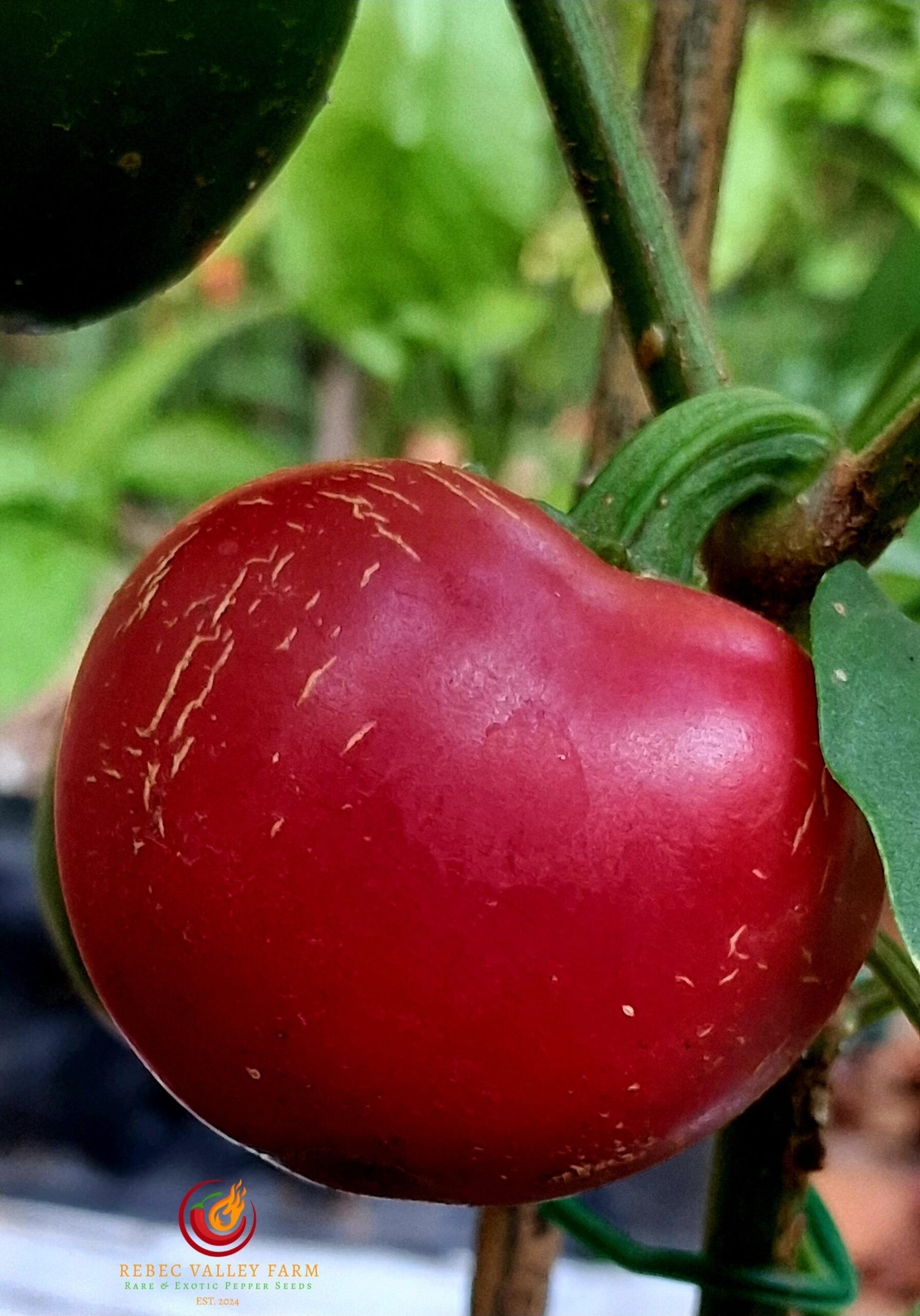 Dieghito Jalapeno Pepper - Image 3