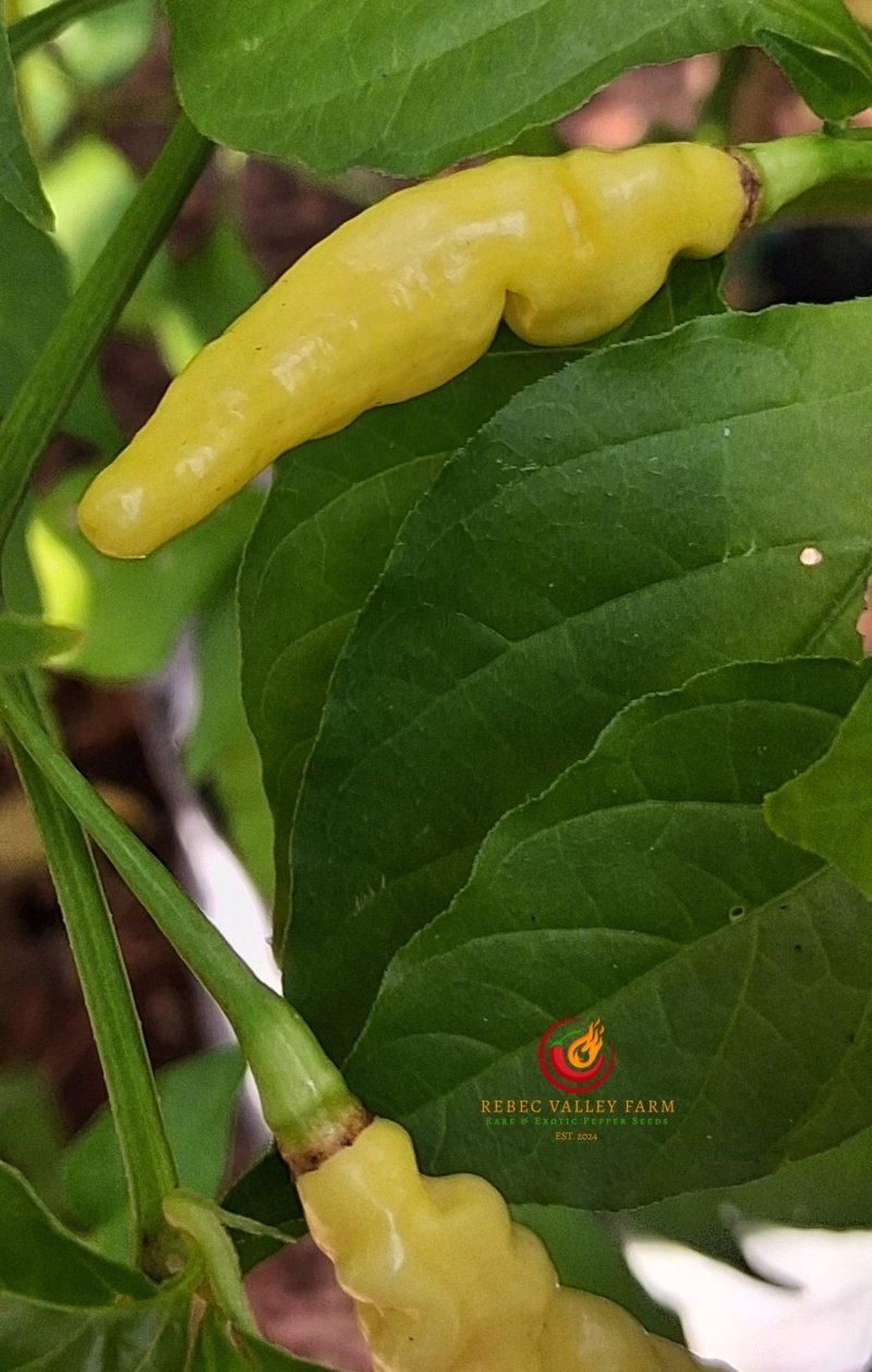 Aribibi Gusano Pepper - Image 3