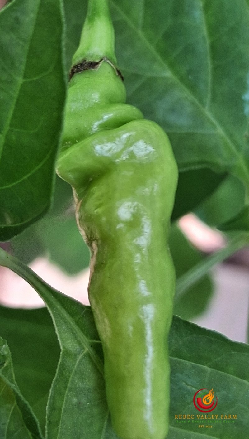 Aribibi Gusano Pepper - Image 2