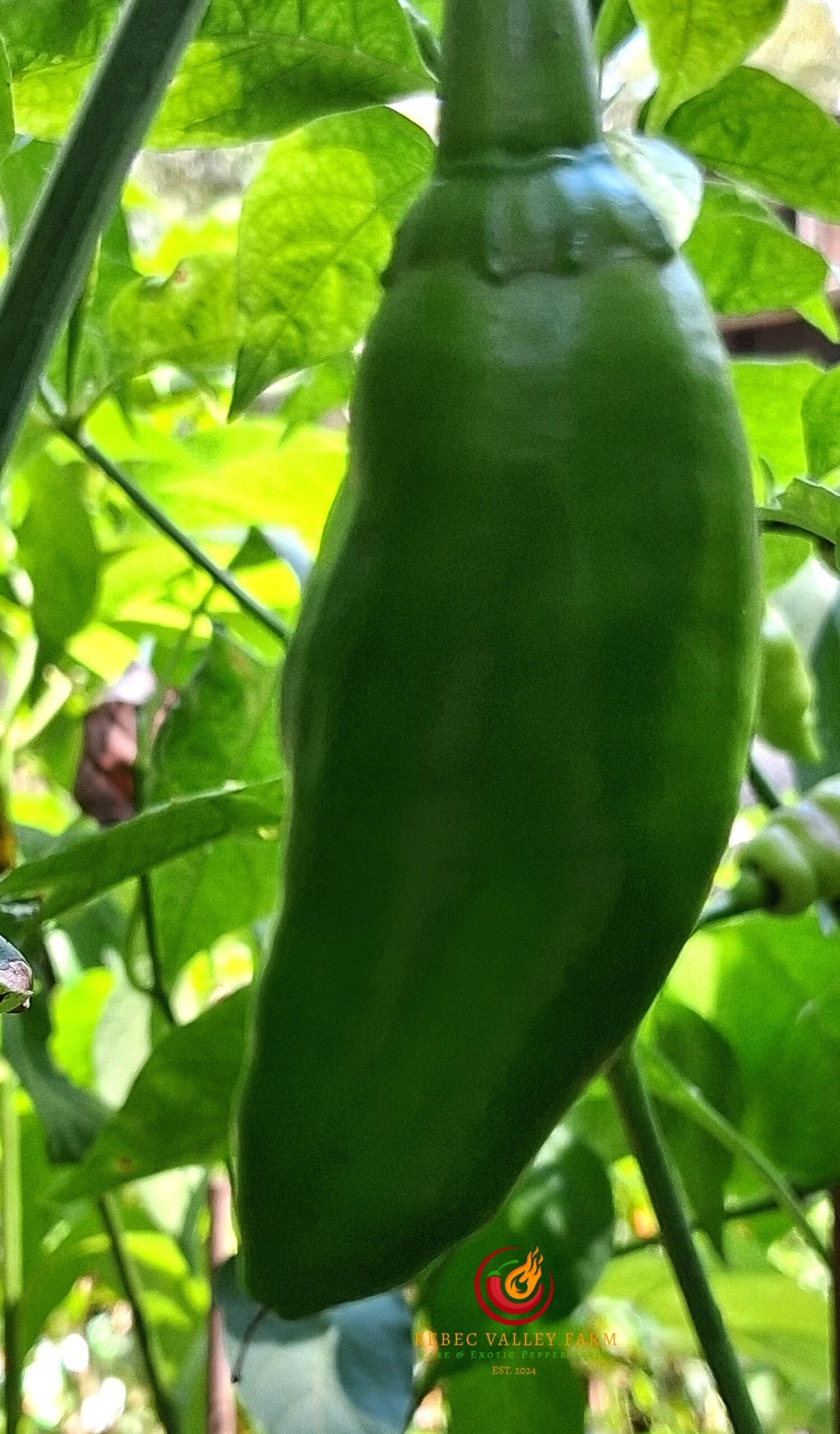 Brown Jalapeno Pepper - Image 2